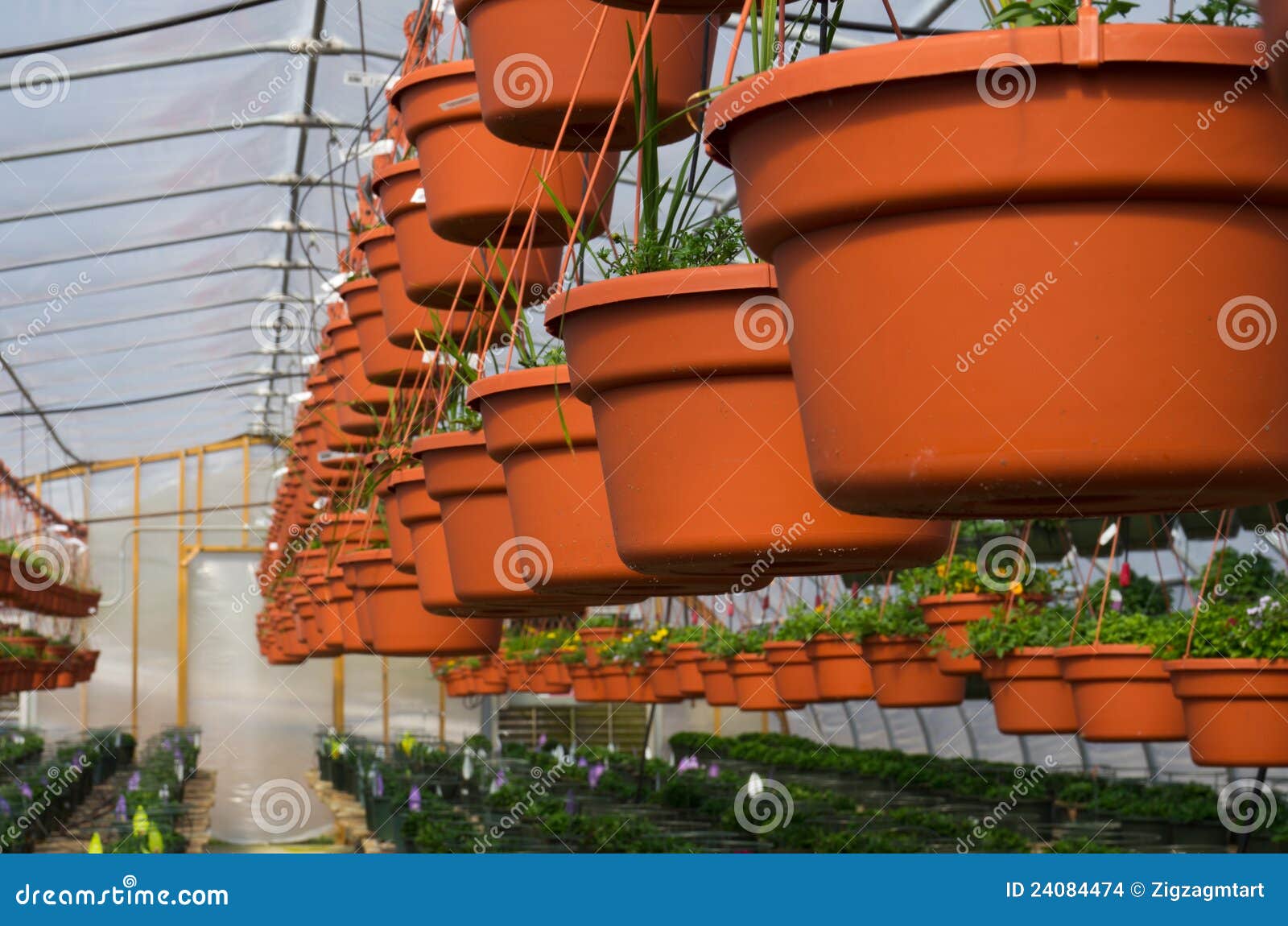 Row of Hanging Baskets Growing in Greenhouse Stock Photo Image of