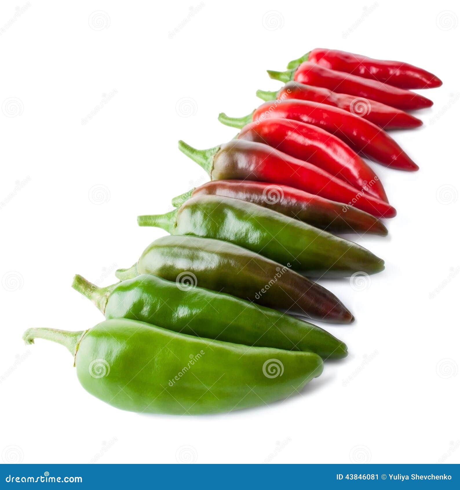 The Row of Hot Peppers stock image. Image of ingredient 43846081