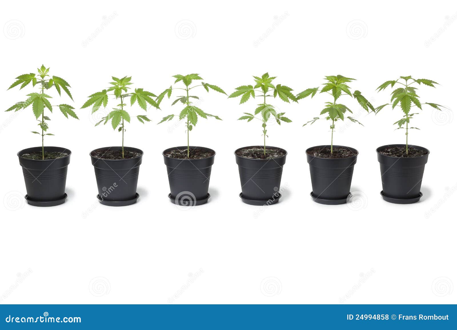 Row Of Marijuana Plants In Plastic Pot Stock Photo Image of hemp