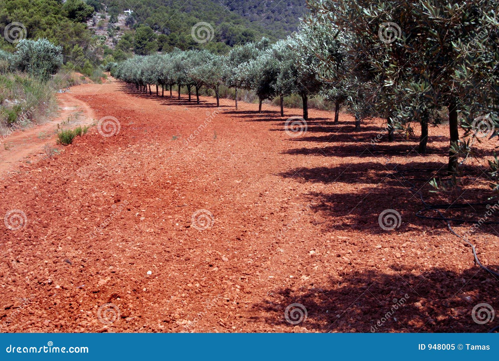 Row of Olive Trees in Red Soil Stock Image Image of olive, weekend