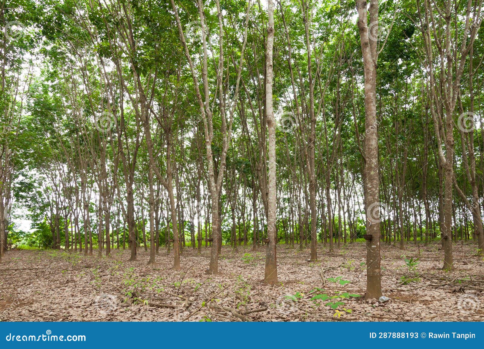 Row of Para Rubber Plantation in South of Thailand,rubber Trees Stock
