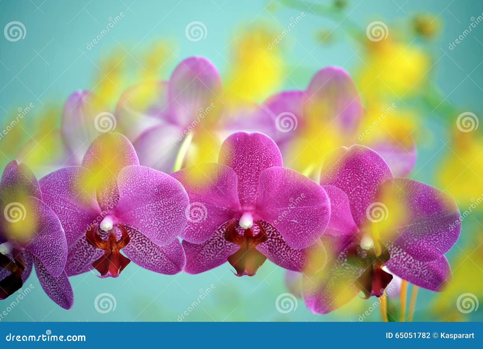row of pink orchid blooms overlayed with unsharp yellow orchid blooms