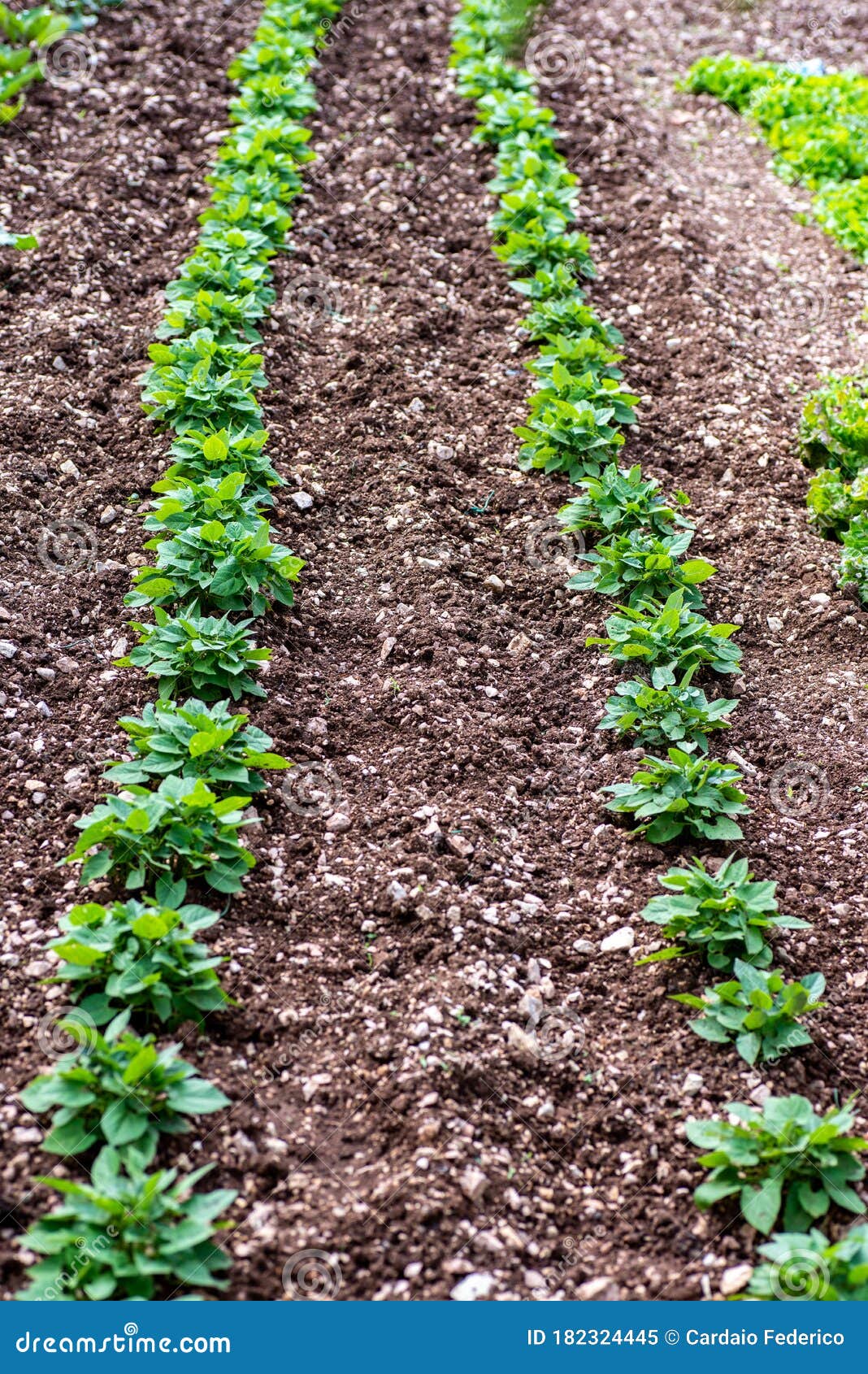 PLANTING of PEAS stock image. Image of food, group, macro 182324445