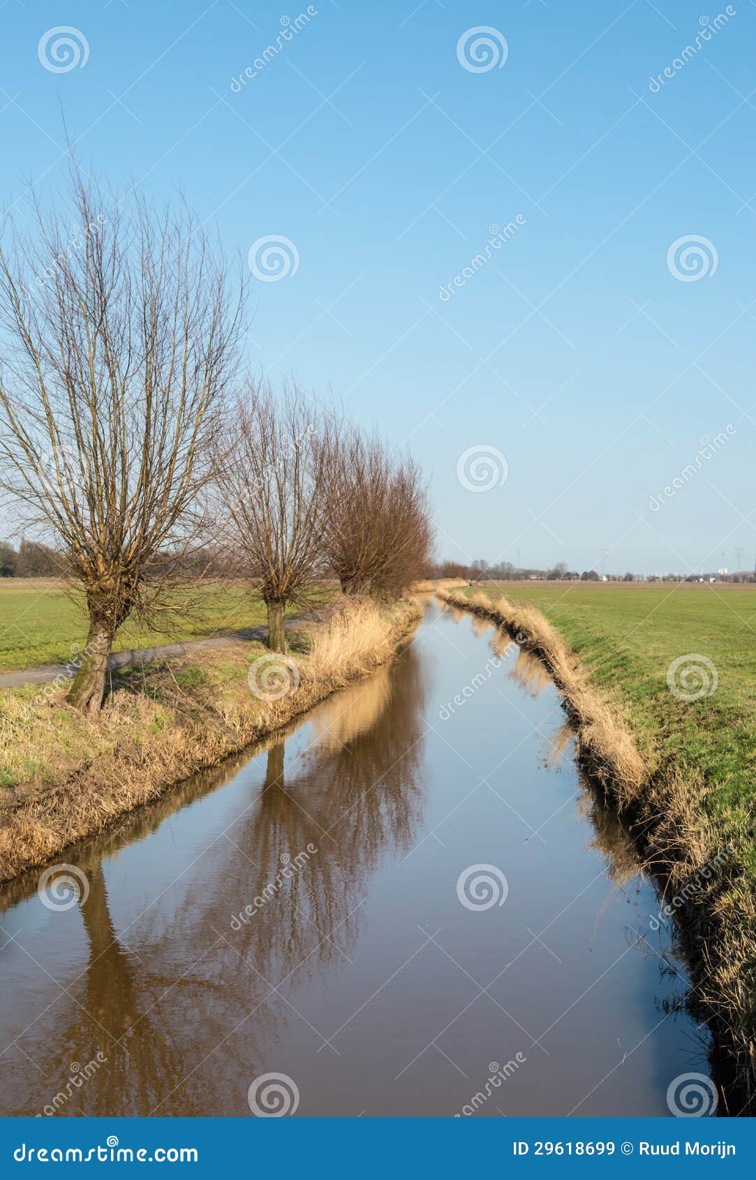 Row of Pollard Willows on the Waterfront Stock Image Image of polder, environment 29618699