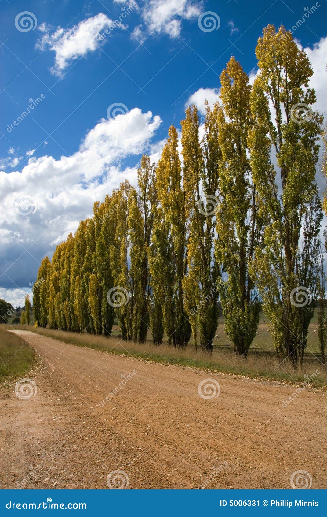 a row of poplars