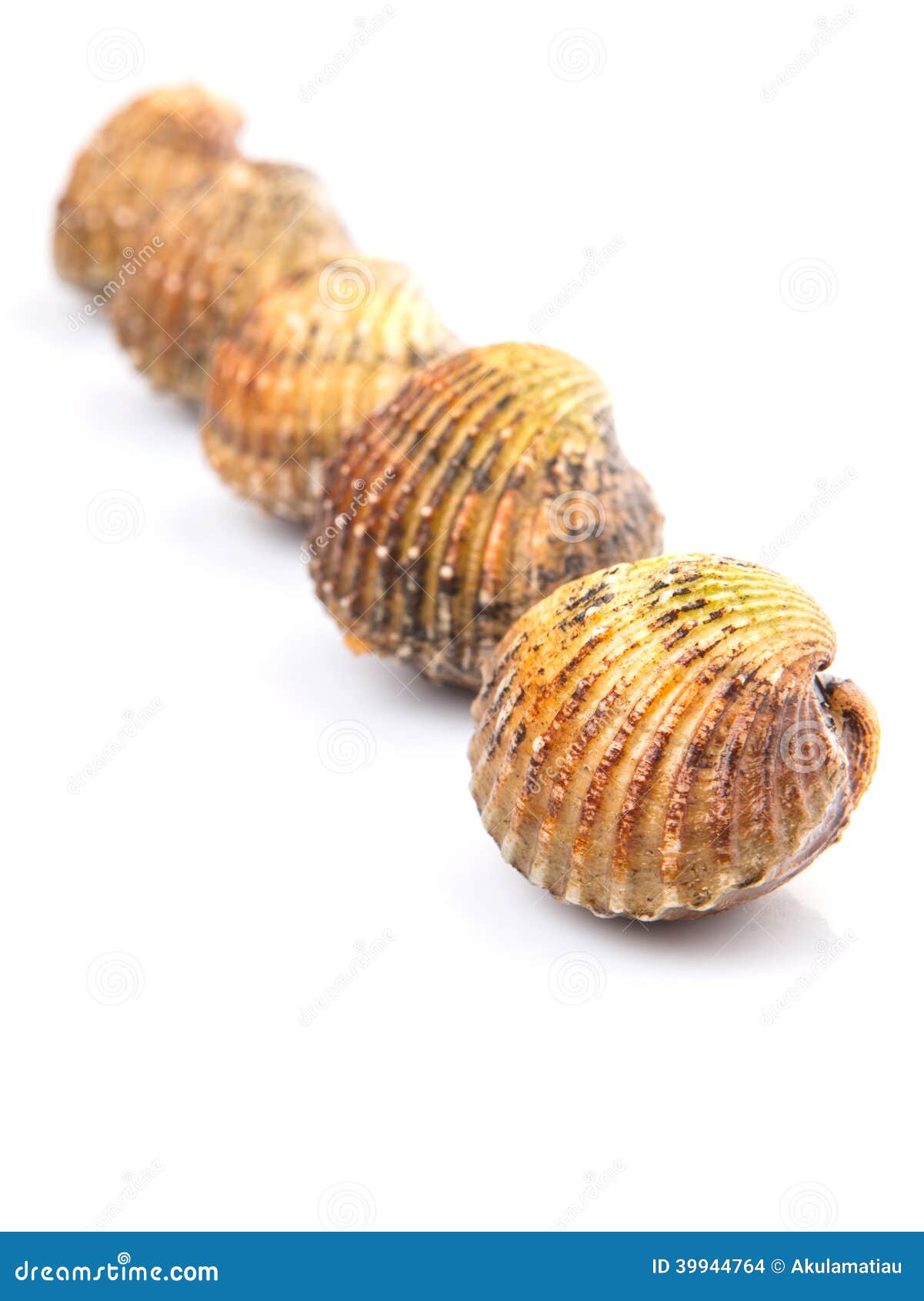 Row Raw Cockle Ii Stock Photos Free & RoyaltyFree Stock Photos from