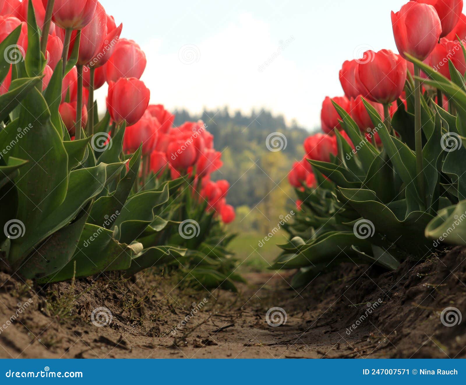 Row of Red Tulips As Seen from Ground Level Stock Image Image of