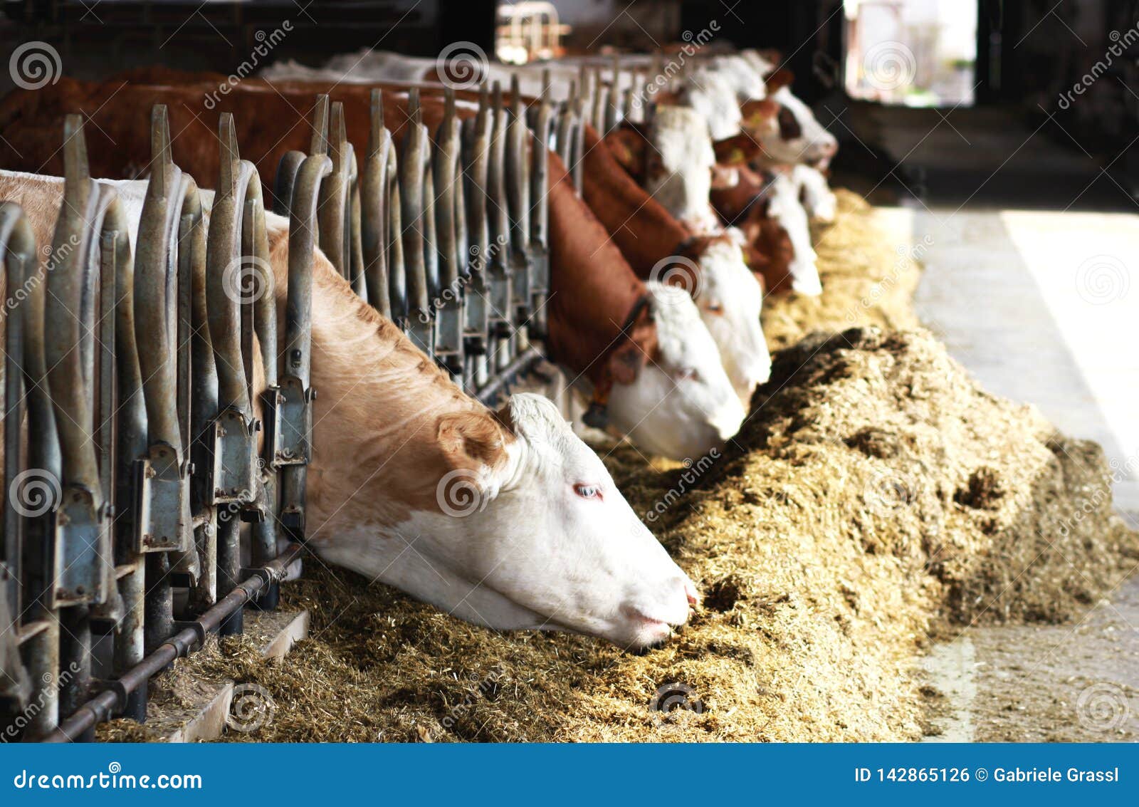 Row of Simmental Cattle Eating Stock Photo Image of close, livestock
