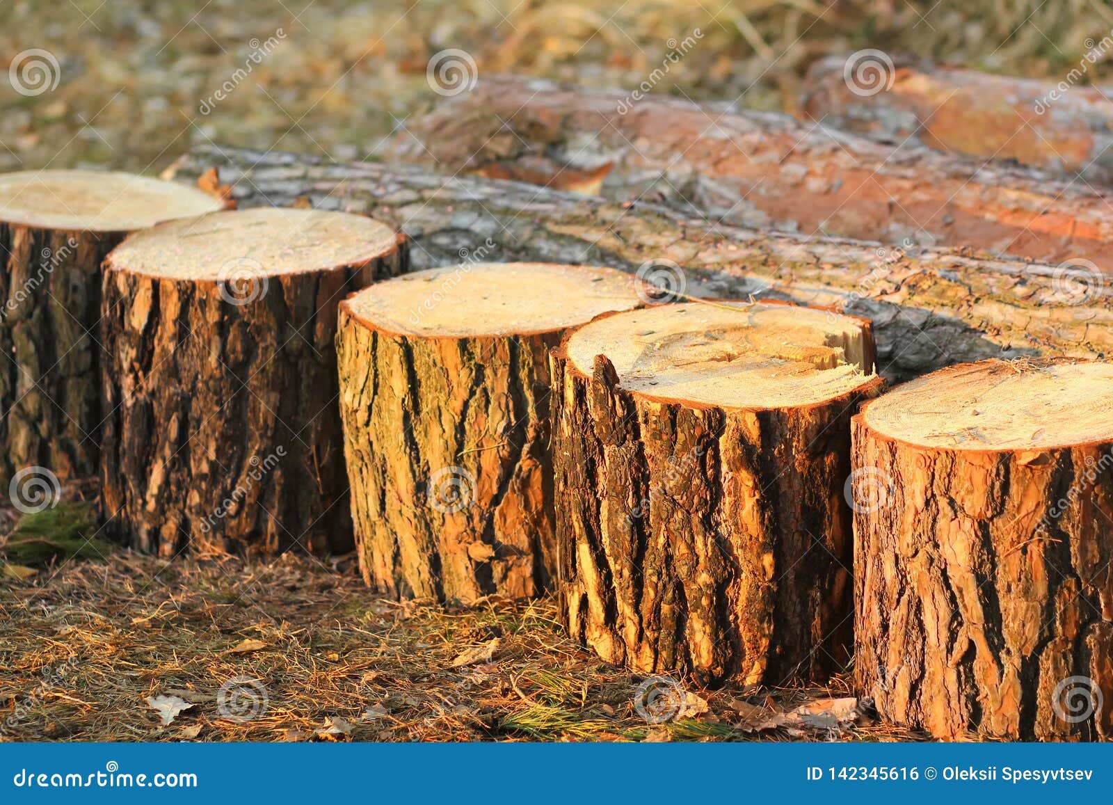Row of Stumps after a Freshly Cut Pine Tree, Forest Stock Photo Image