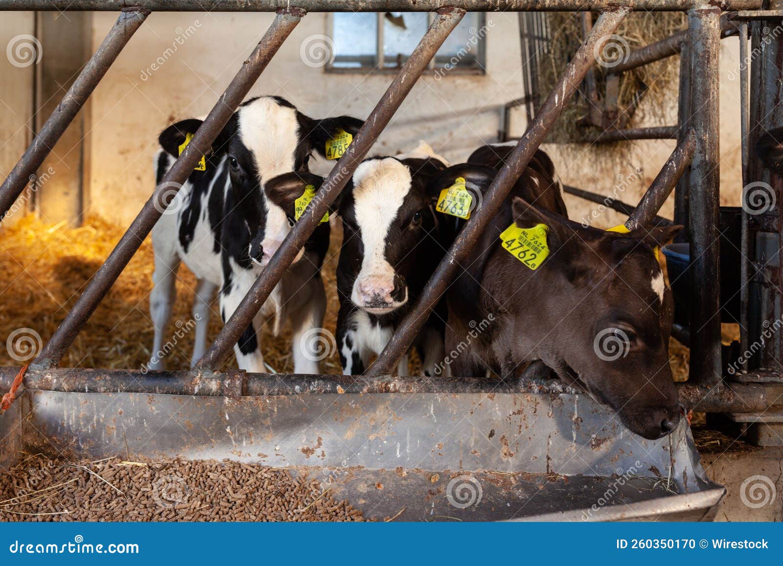 Row of Three Calves Eating Hay in a Barn Stock Photo Image of feeding
