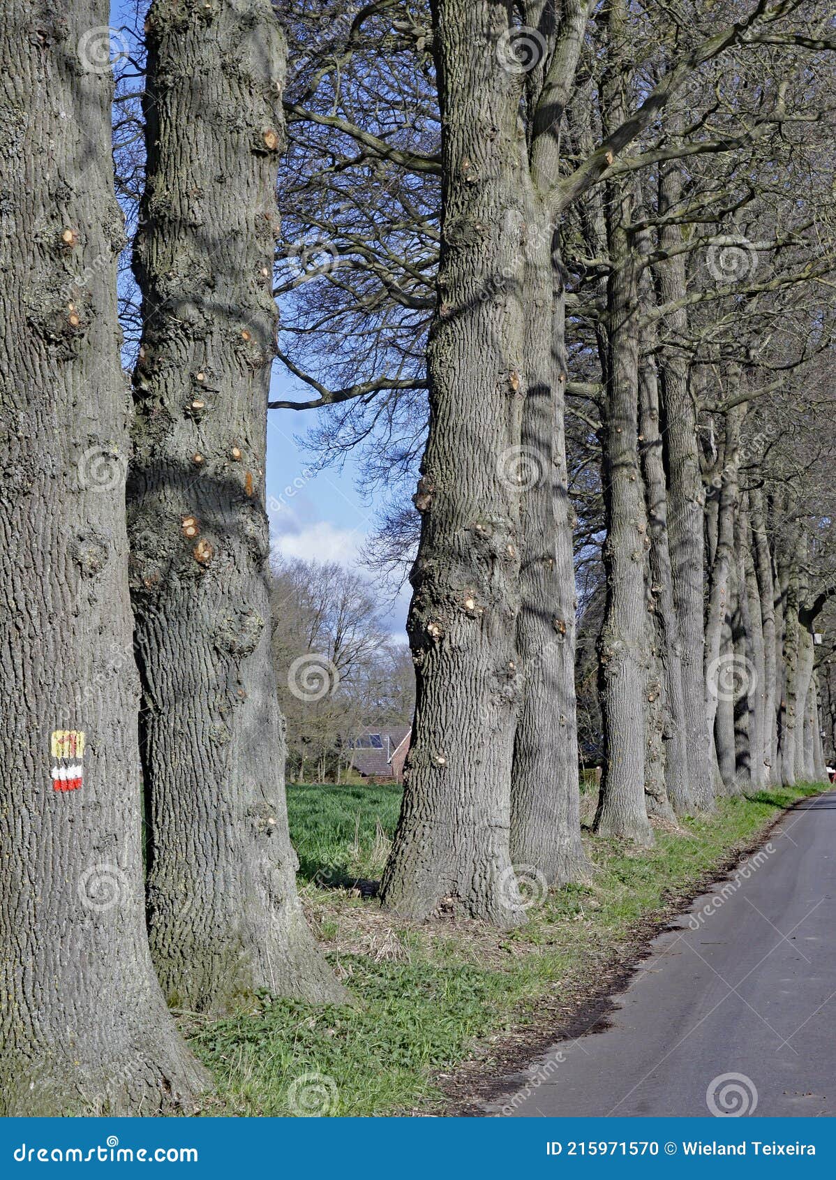 majestetic oaks are waiting for warmer days