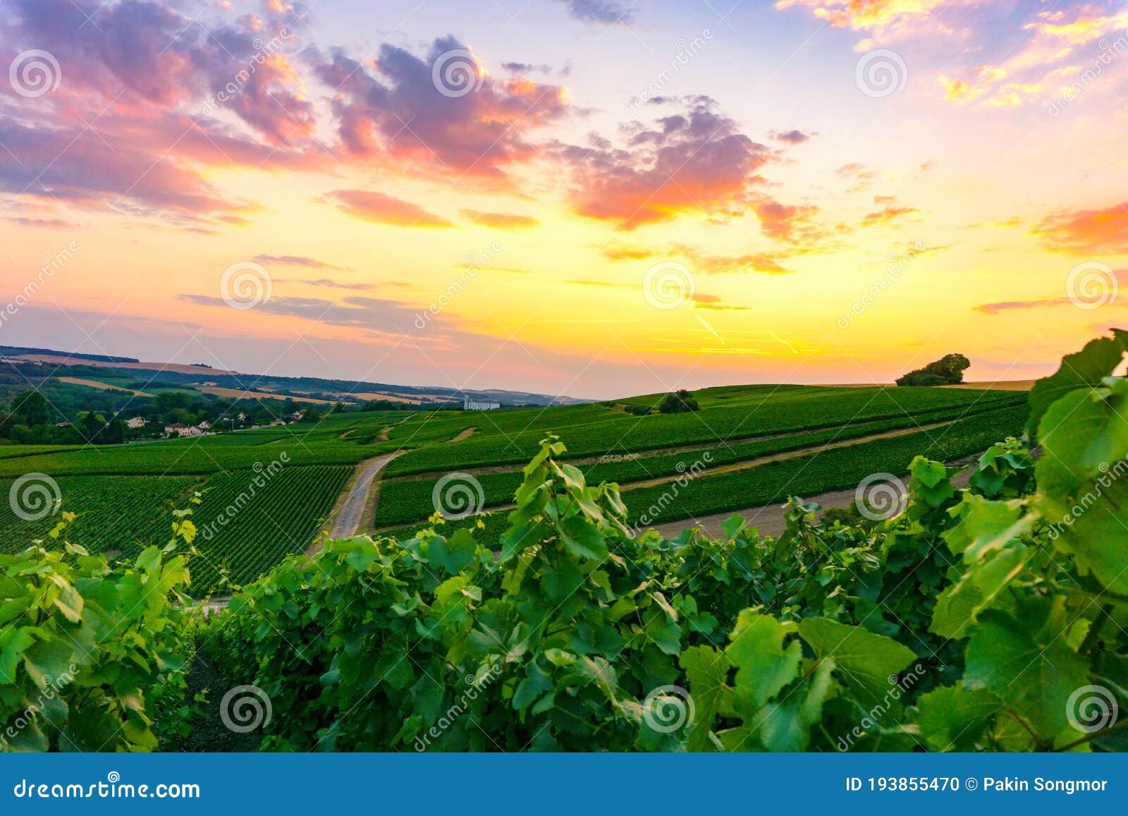vine grape in champagne vineyards at montagne de reims