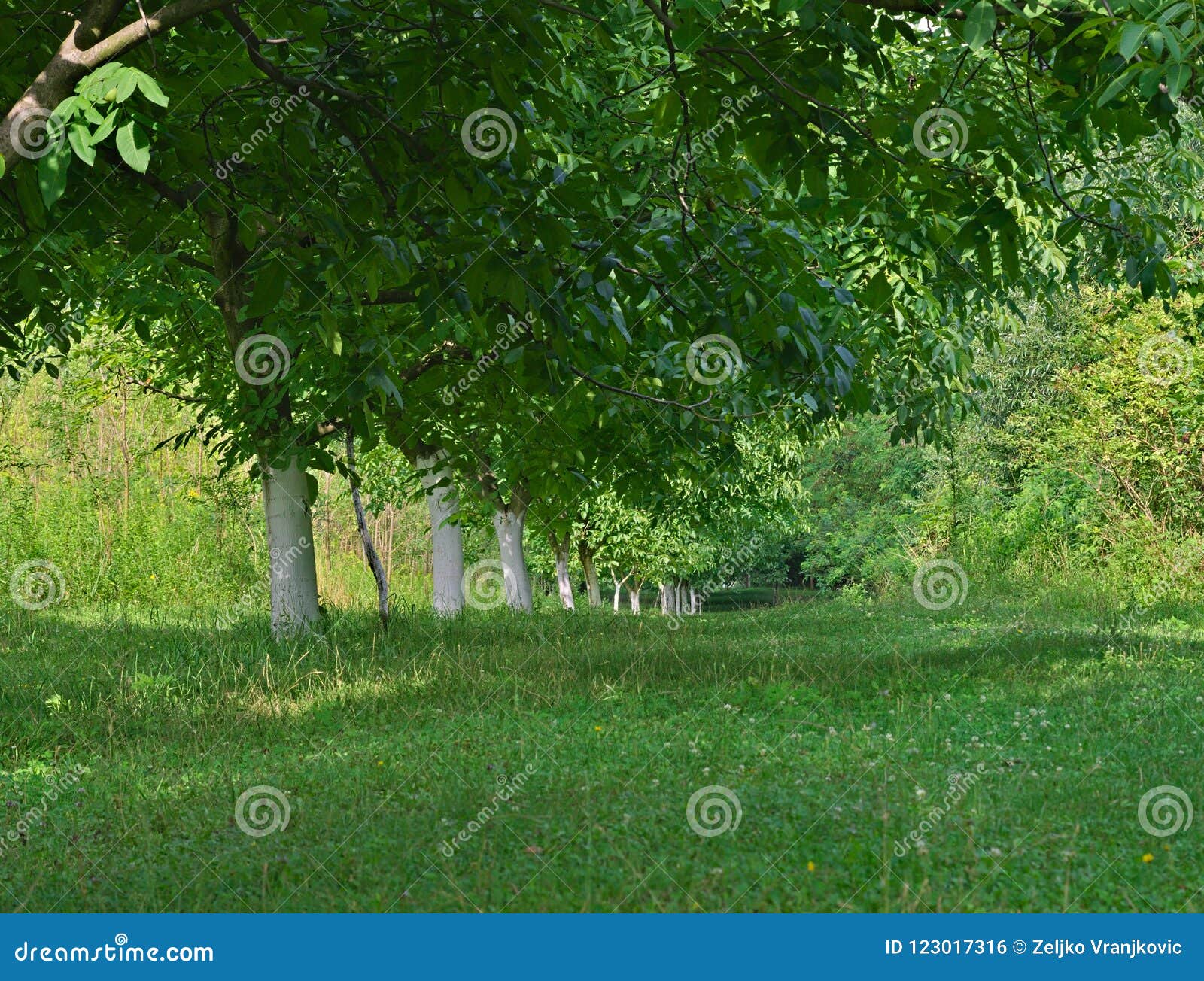 Row of Walnut Trees Trunks Painted in White and Leaves Stock Photo