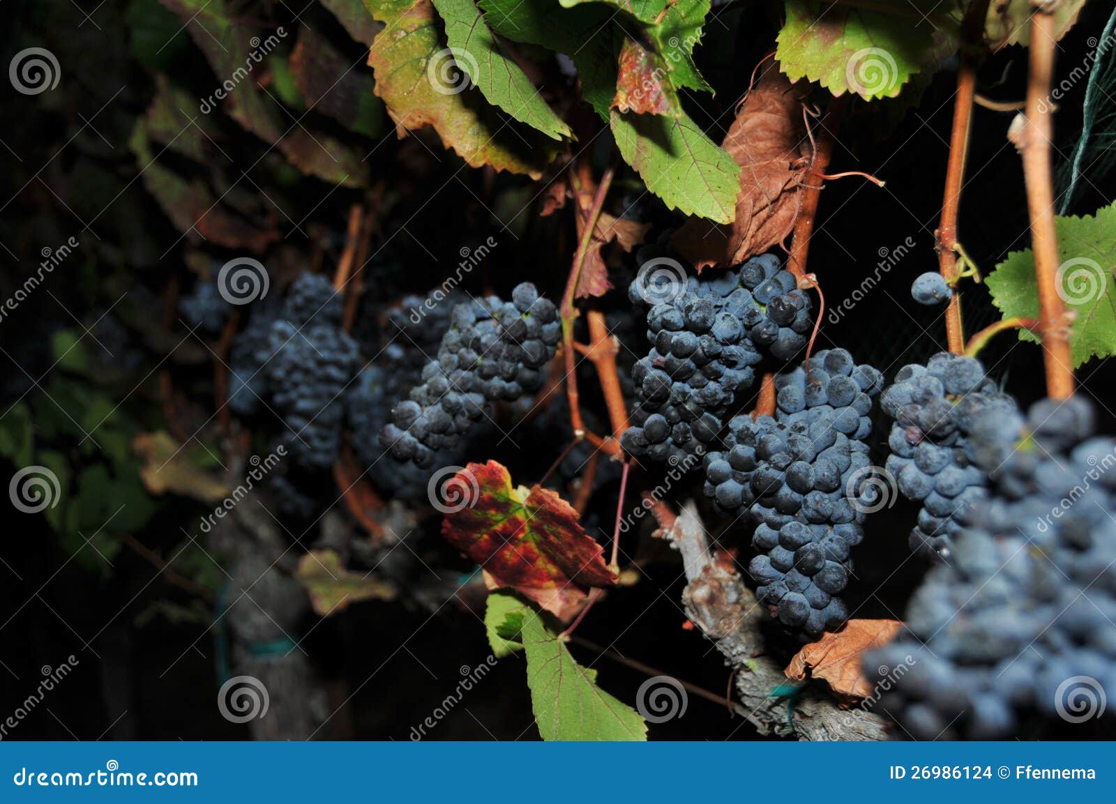 Row of Wine Grapes at Night Stock Photo Image of sonoma, grape 26986124