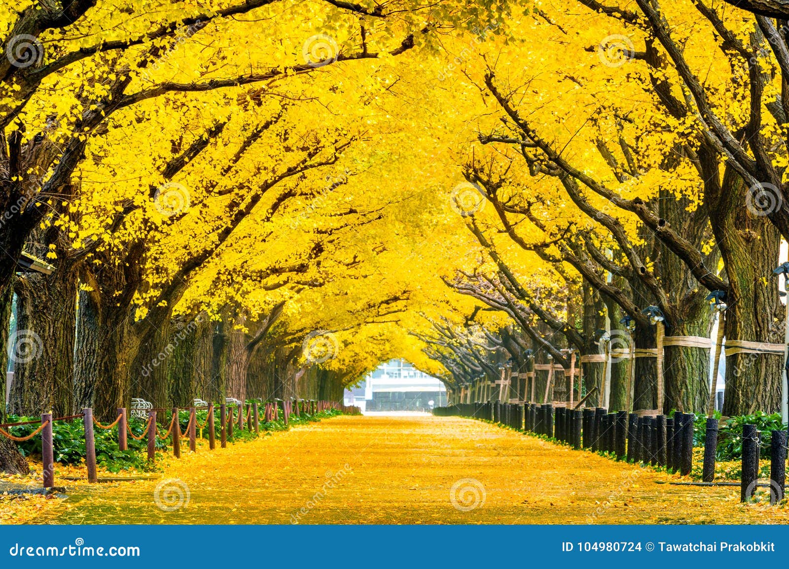 Row of Yellow Ginkgo Tree in Autumn. Autumn Park in Tokyo, Japan Stock