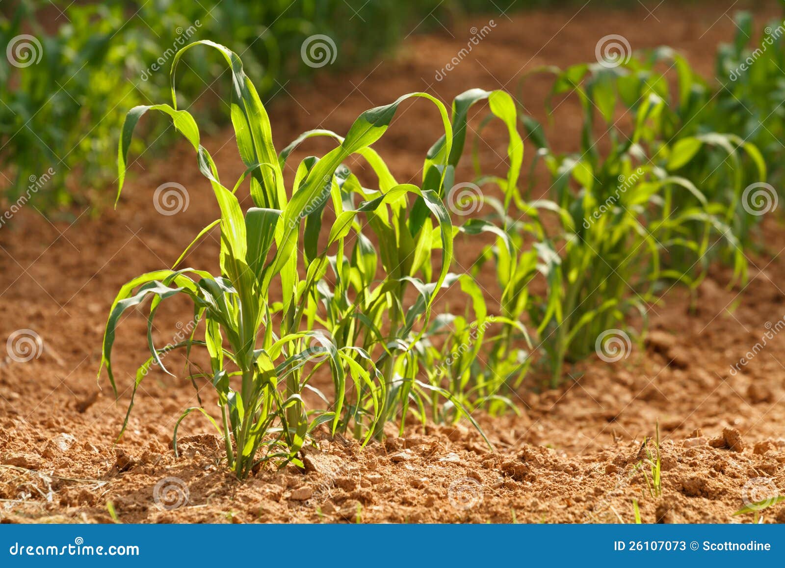 Row of Young Corn Plants in a Country Garden Stock Image Image of