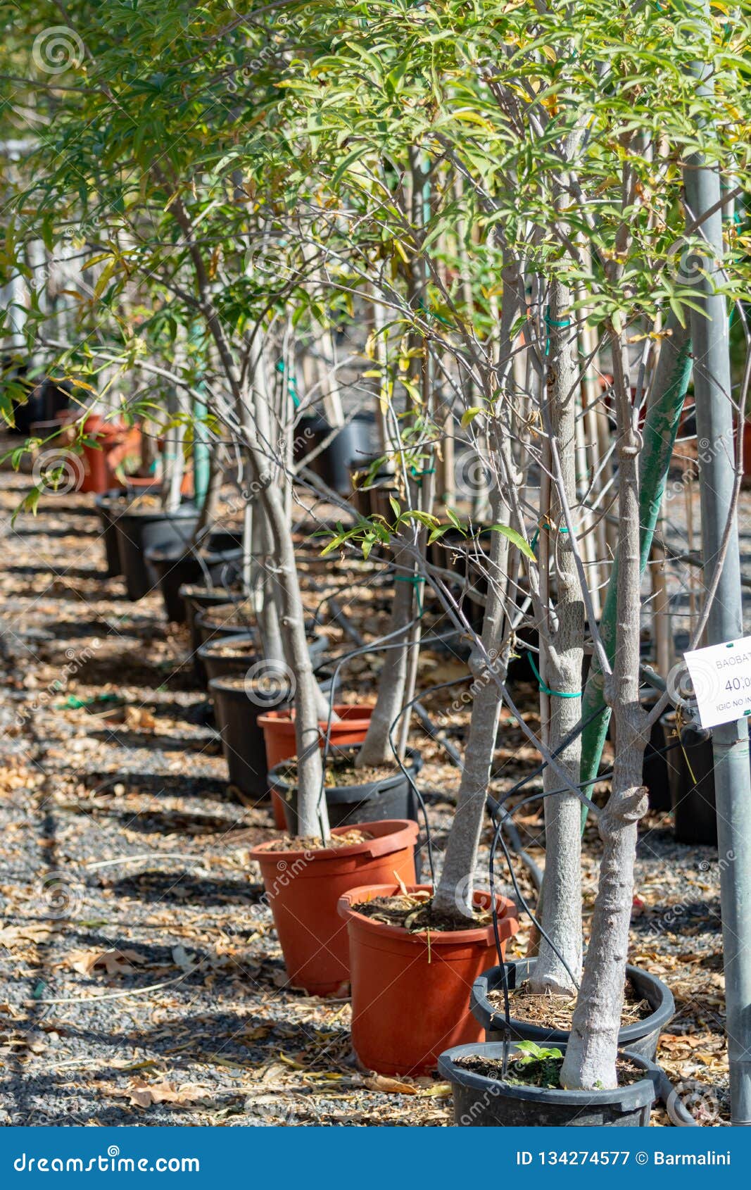 Row of Young Exotic Baobab Trees in Buckets on Sale in Garden Shop