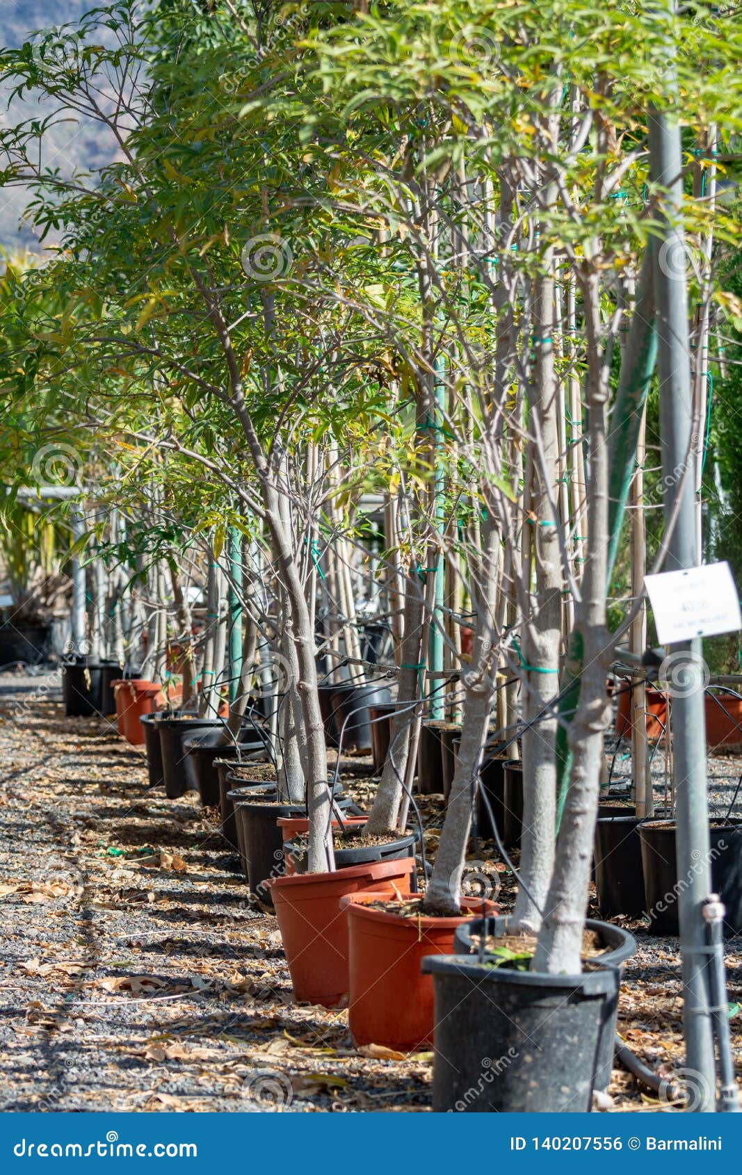 Row of Young Exotic Baobab Trees in Buckets on Sale in Garden Shop