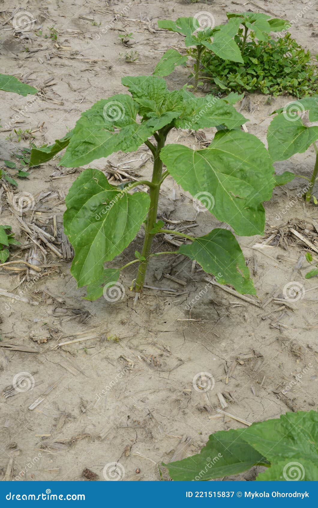 My Image 18