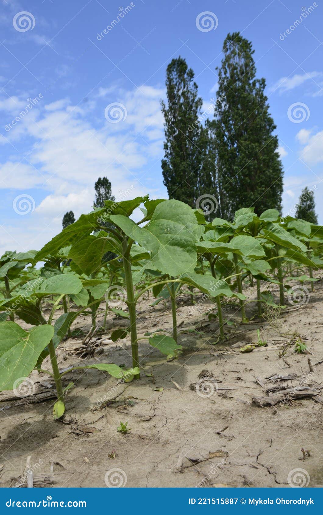 My Image 26