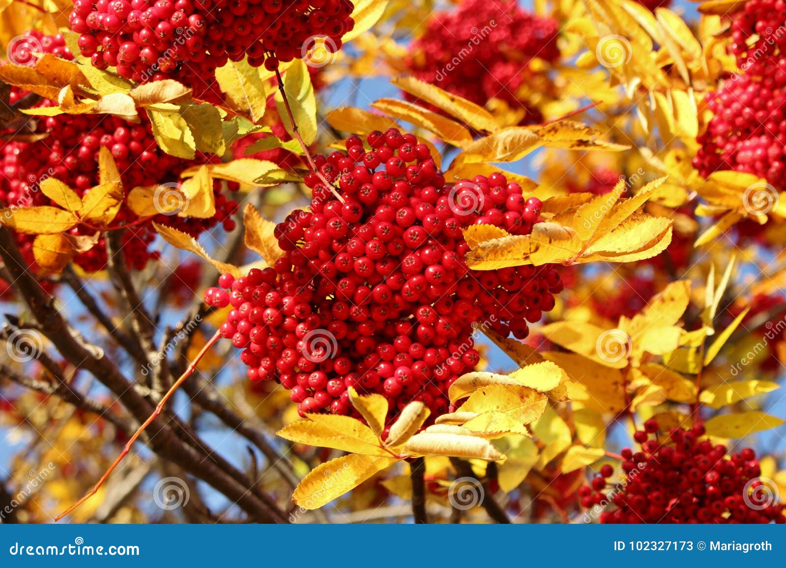 Rowan Berries imagen de archivo. Imagen de rojo, sensaciones - 102327173