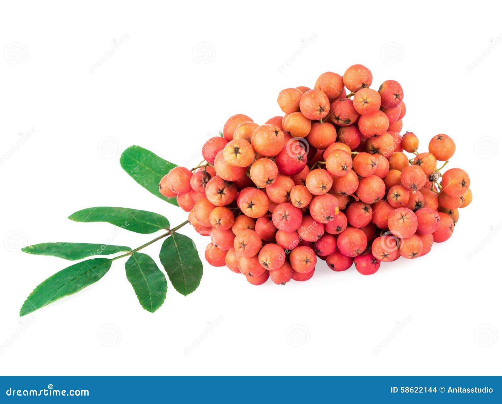 Rowan Berries foto de archivo. Imagen de sano, vegano - 58622144