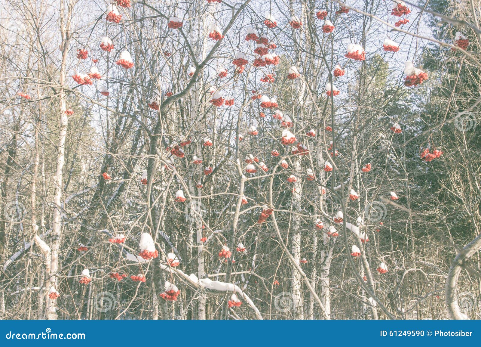 Rowan Berries on Branches in Winter Forest Stock Photo - Image of plant ...