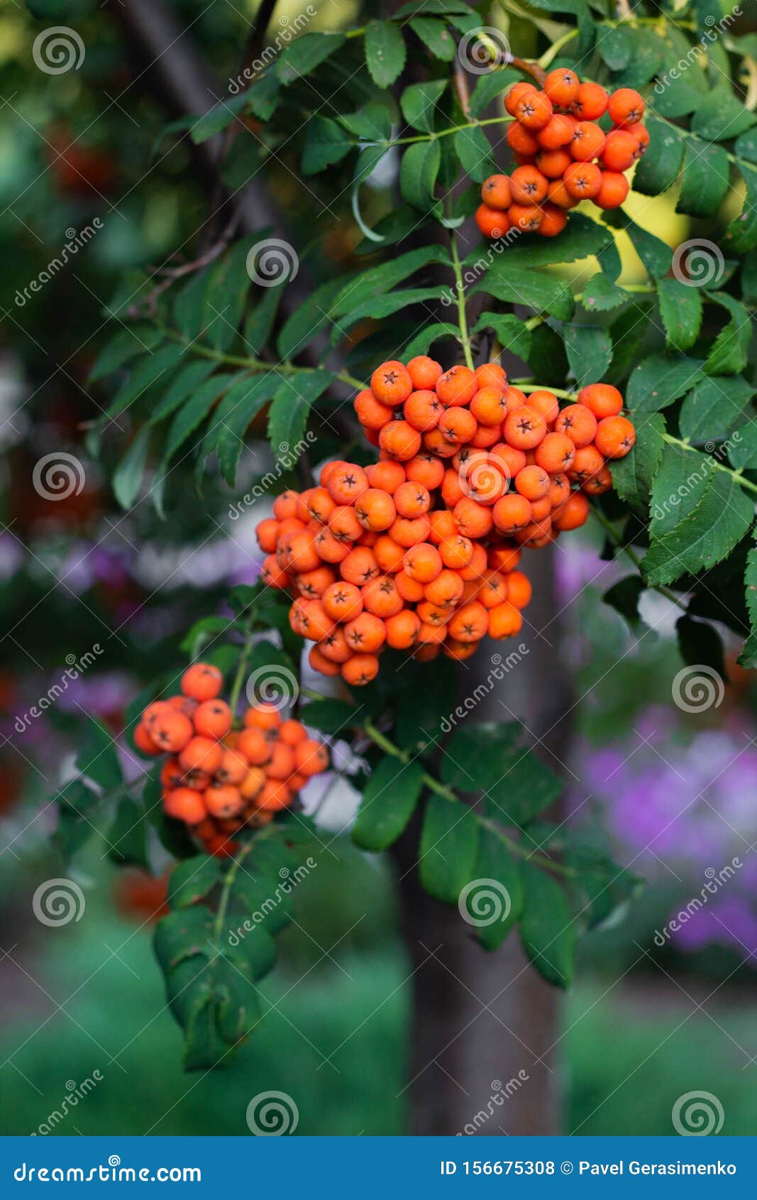 Rowan berries on a tree stock photo. Image of green 156675308