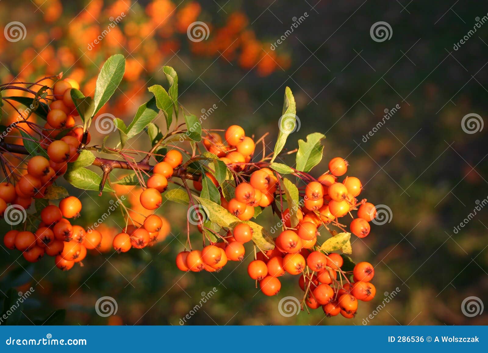rowan berry