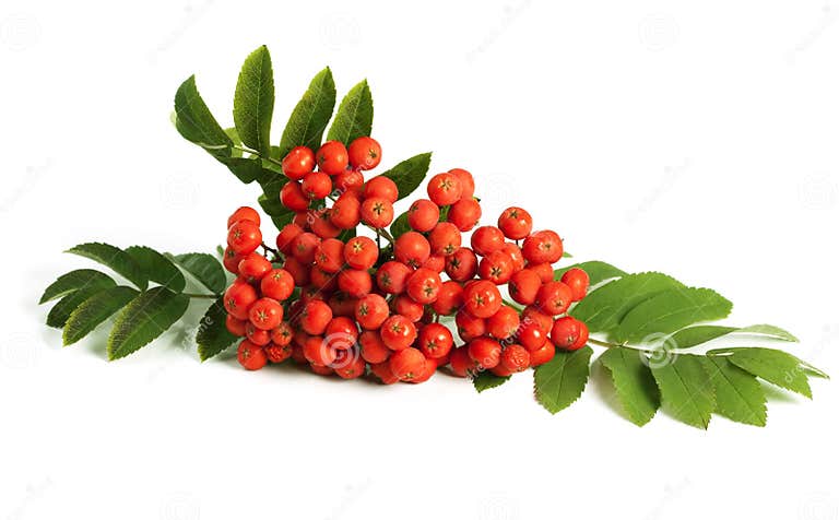 Rowan berry (mountain ash) stock image. Image of bright - 16358297