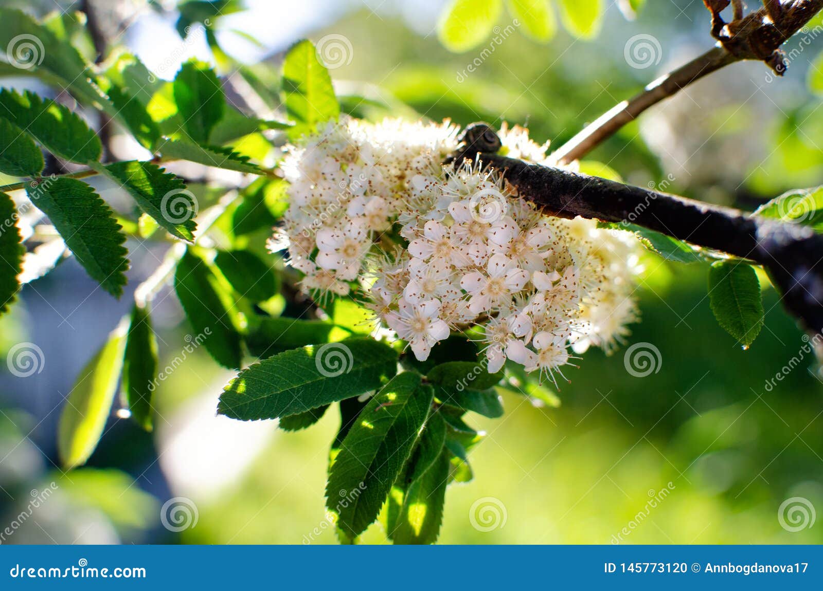 White flowers of rowan stock photo. Image of culture - 145773120