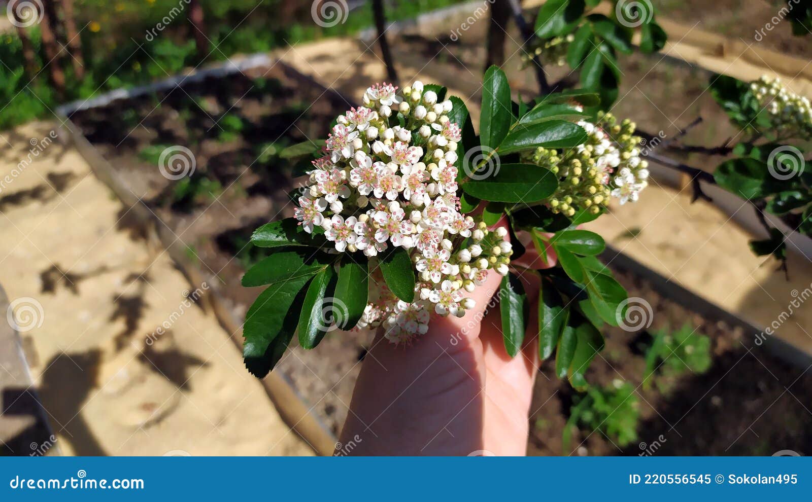 Rowan Blossoms. the Spring Period of Flowering Trees at Their Summer ...