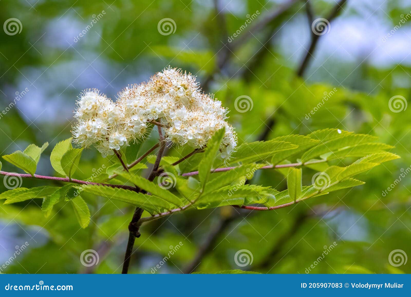 Rowan Blossoms. White Flowers of Mountain Ash on a Tree Stock Image ...