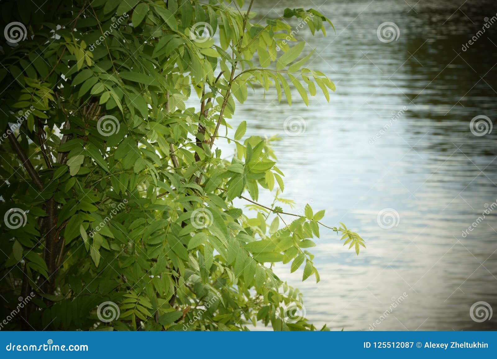 The Rowan Branch Bent Over the Water. Stock Image - Image of shallow ...