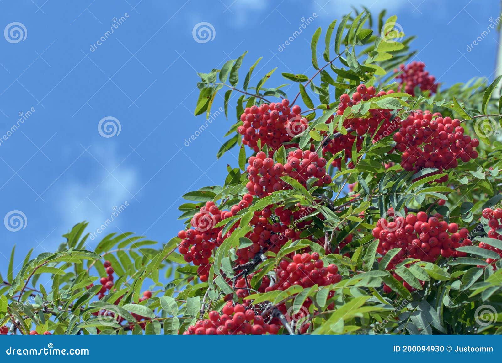 Rowan Branches with Red Berries. Red Rowan Berries on the Branches of a ...