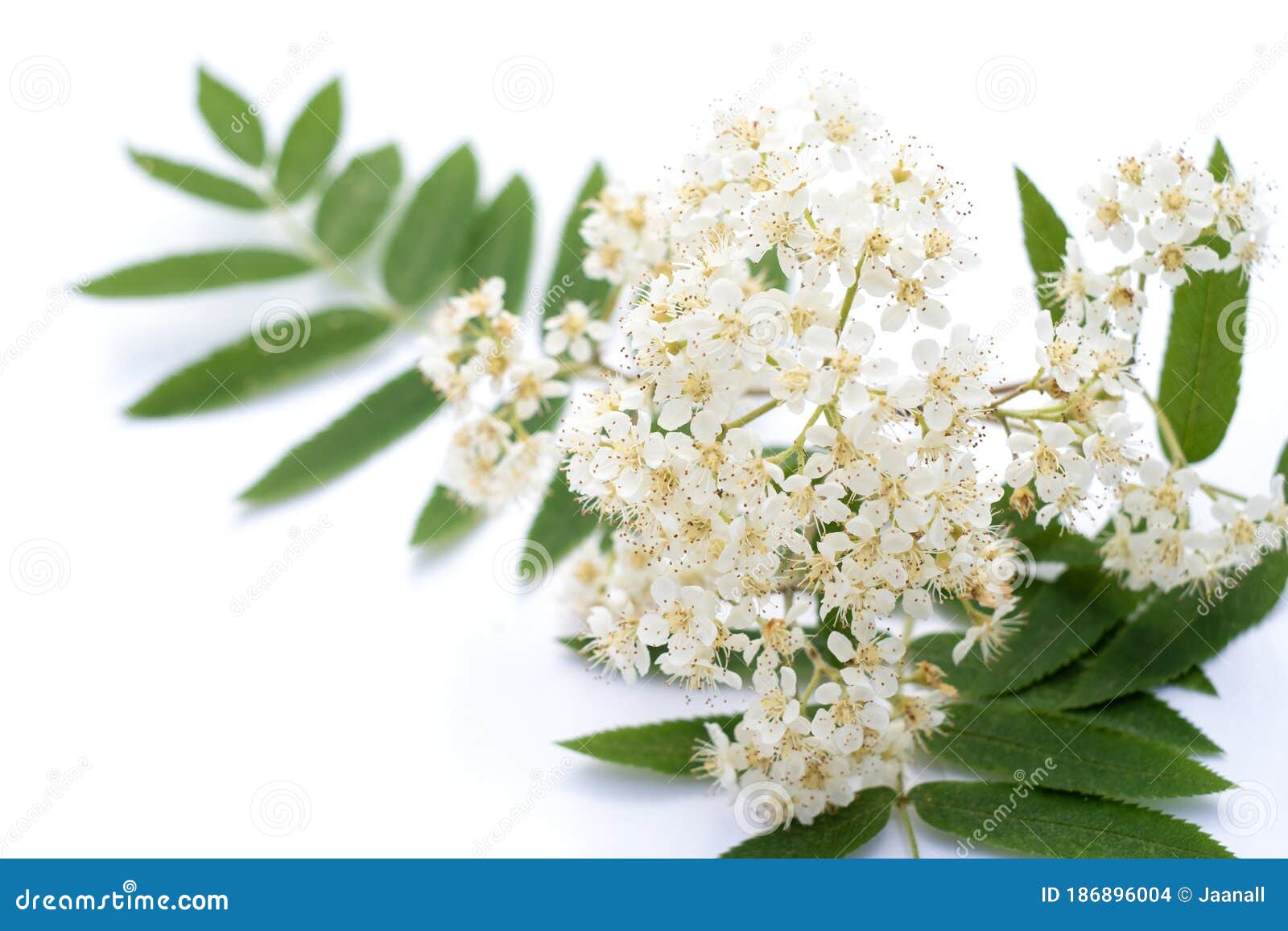 Rowan Flower Isolated on a White Background Stock Photo - Image of ...