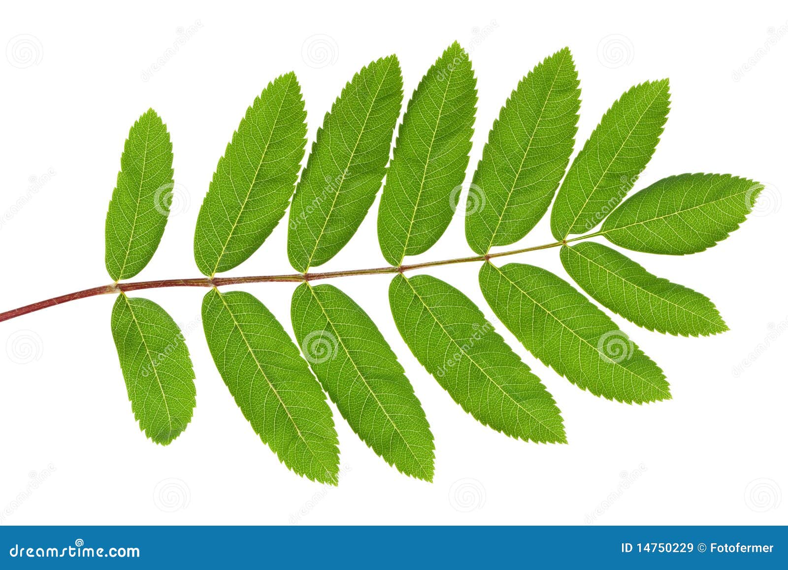 rowan green leaf
