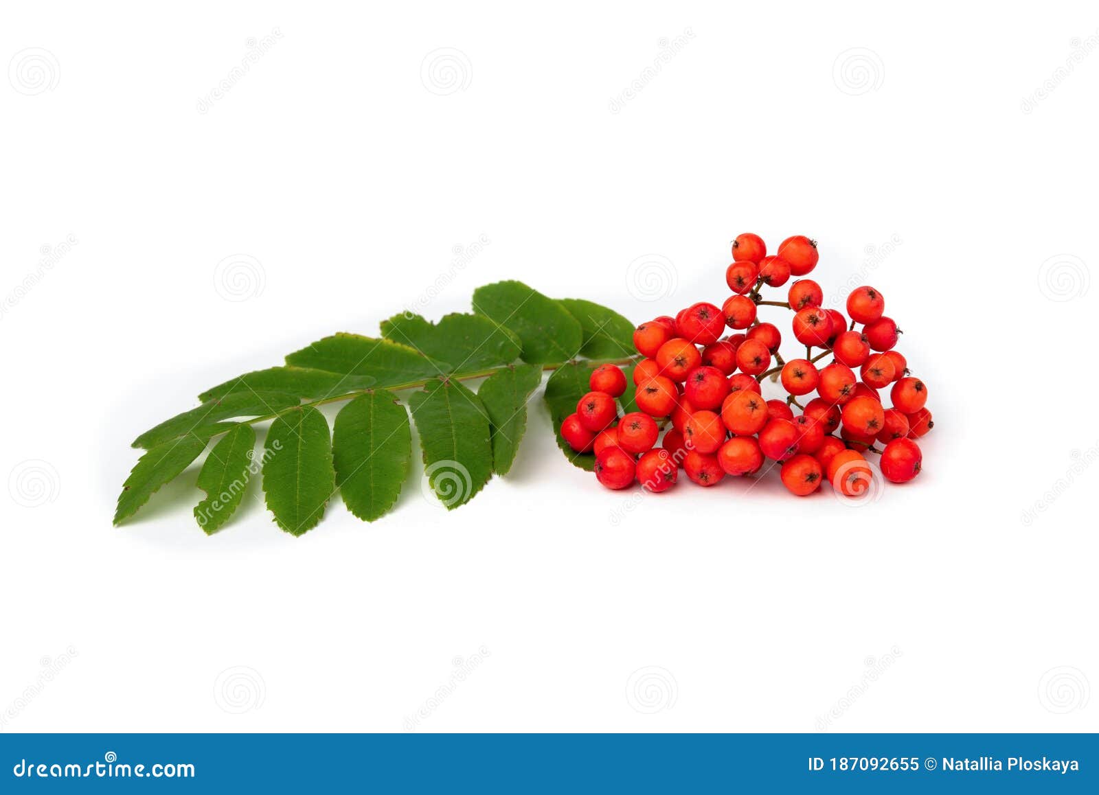 Rowan Isolated on White Background Stock Image - Image of flora, autumn ...