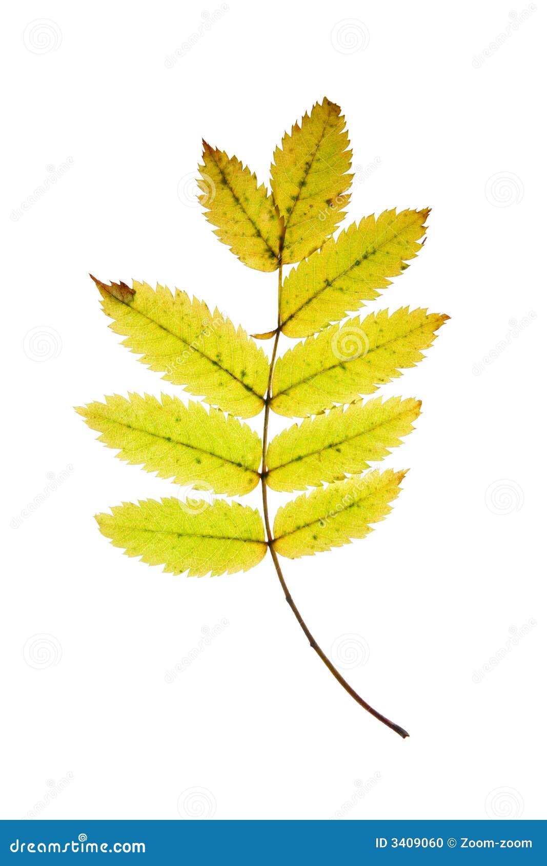 Rowan leaf stock photo. Image of stem, season, orange - 3409060