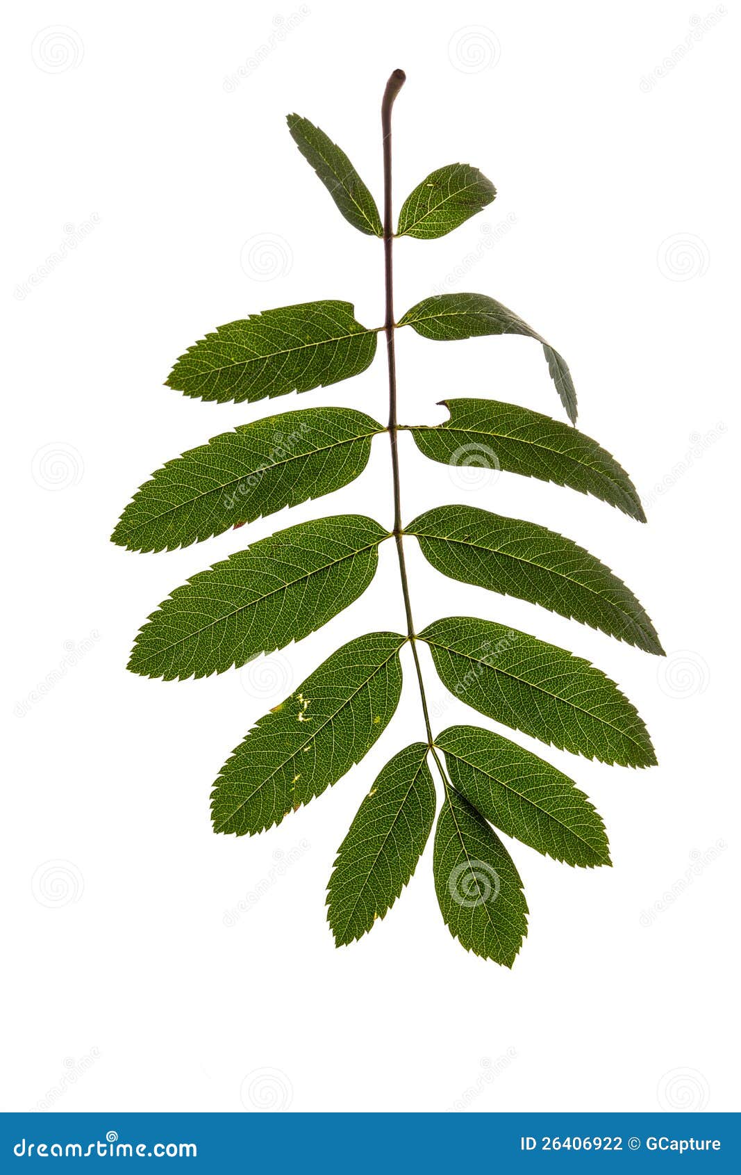 Rowan leaves stock photo. Image of bunchy, green, vein - 26406922