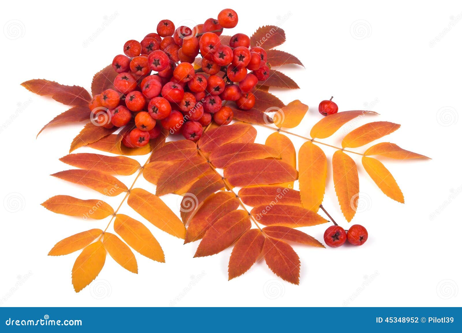 Rowan and leaves stock photo. Image of plant, berries - 45348952