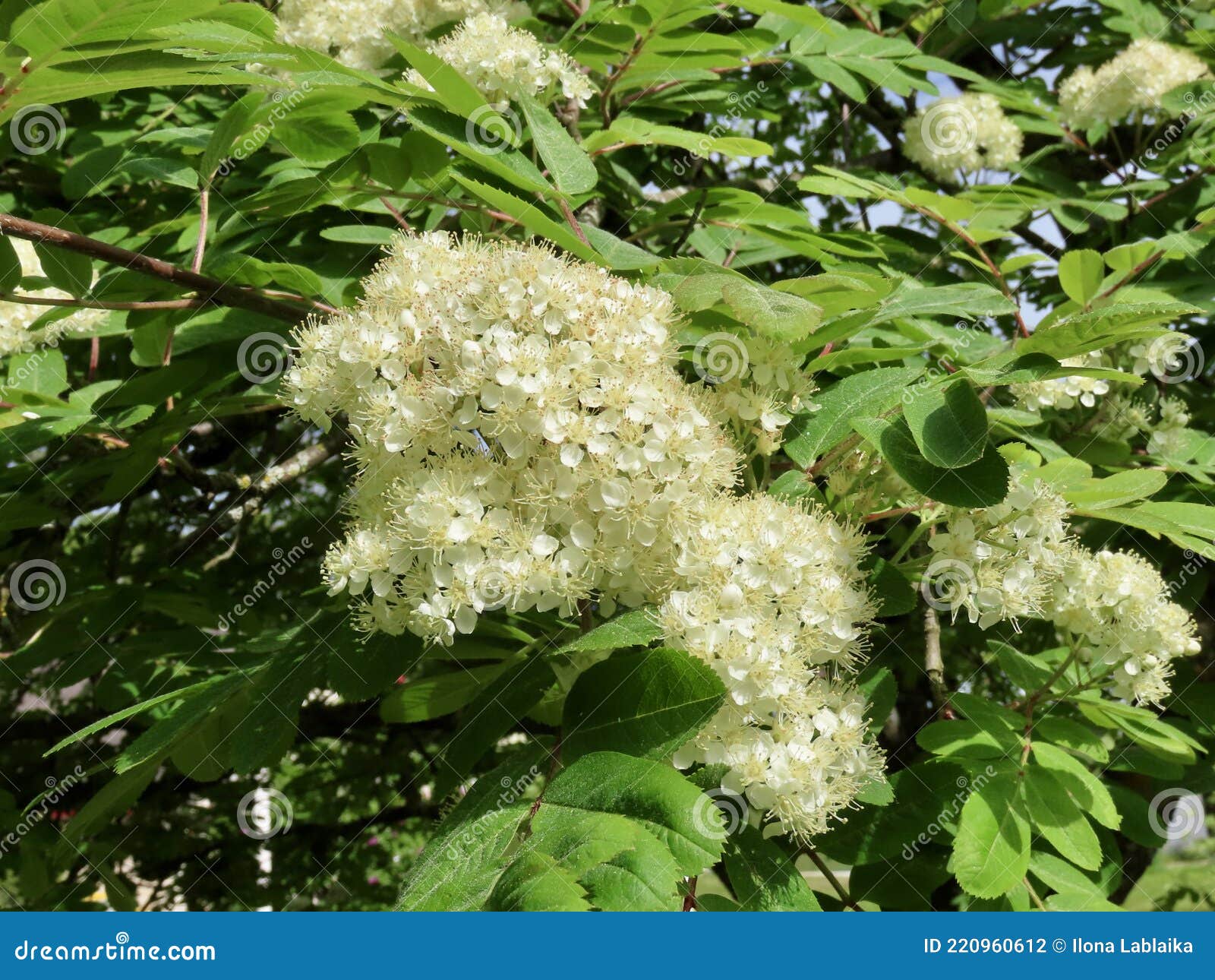 Rowan branch with flowers stock photo. Image of ornamental - 220960612