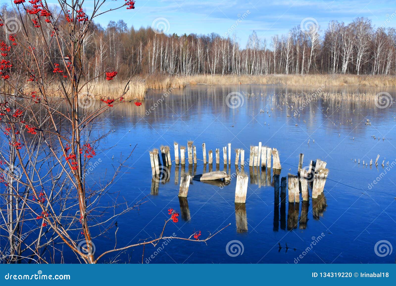 rowan red ordinary on the background of clear ice of lake uvildy in sunny autumn day chelyabinsk region, russia