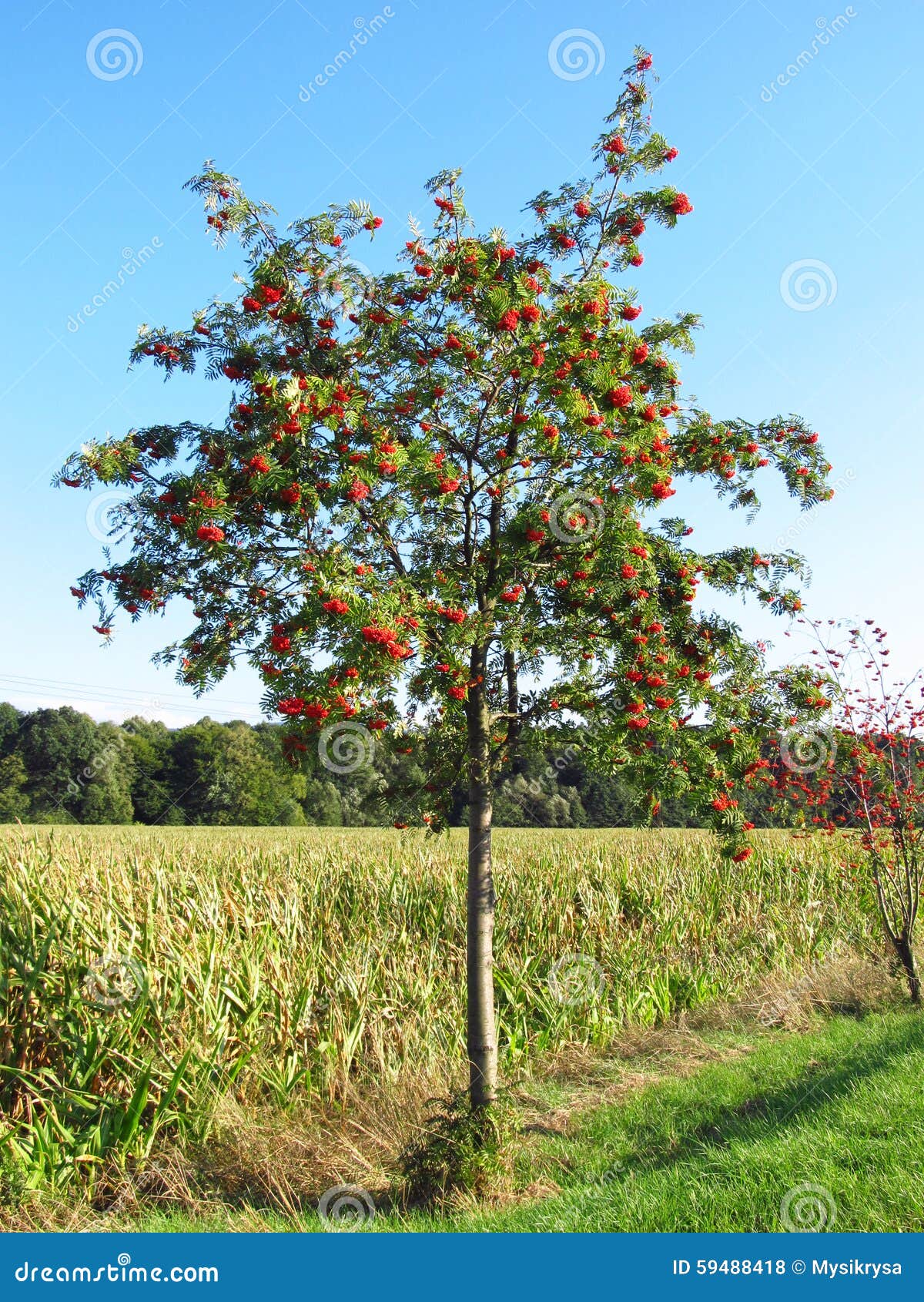 Rowan tree stock photo. Image of trunk, grow, vivid, rowanberries ...