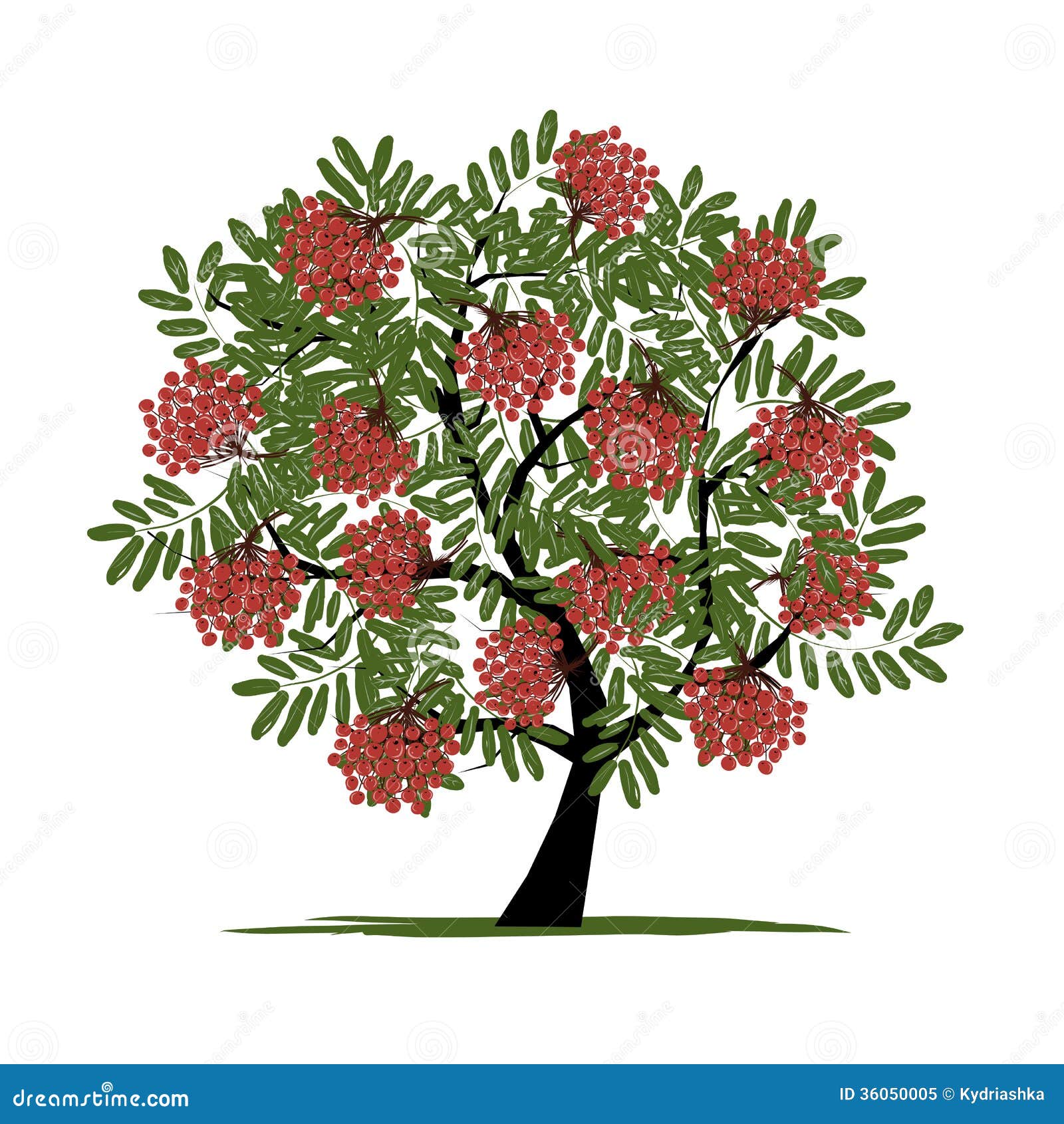 rowan tree with berries for your 