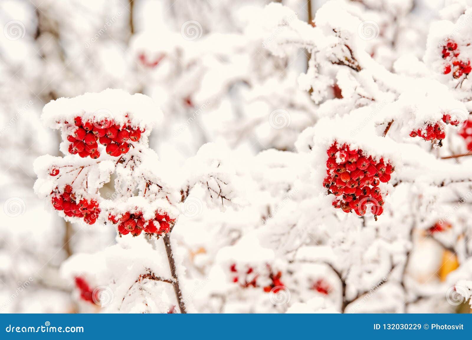 Rowan Tree Covered with Snow Stock Image - Image of forest, nature ...