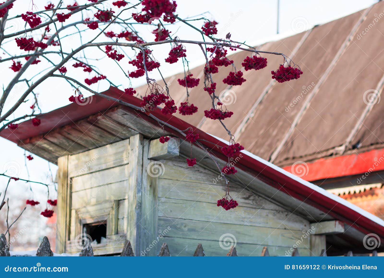 Rowan Tree with Red Berries in a Village Stock Photo Image of plants