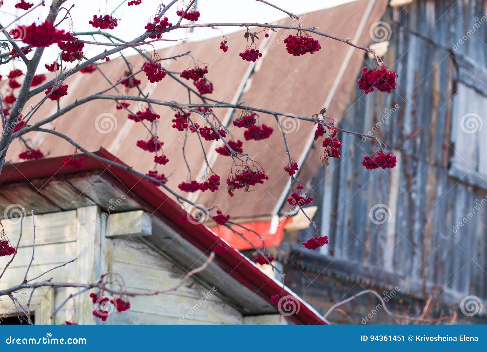 Rowan Tree with Red Berries in a Village Stock Image Image of berries