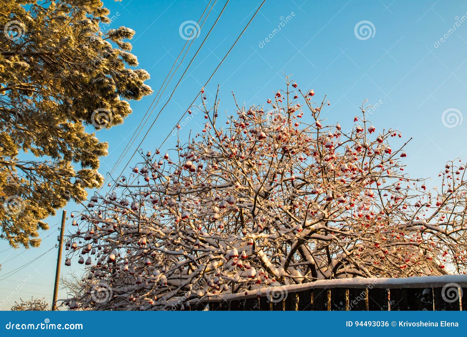 Rowan Tree with Red Berries in a Village Stock Photo Image of freeze