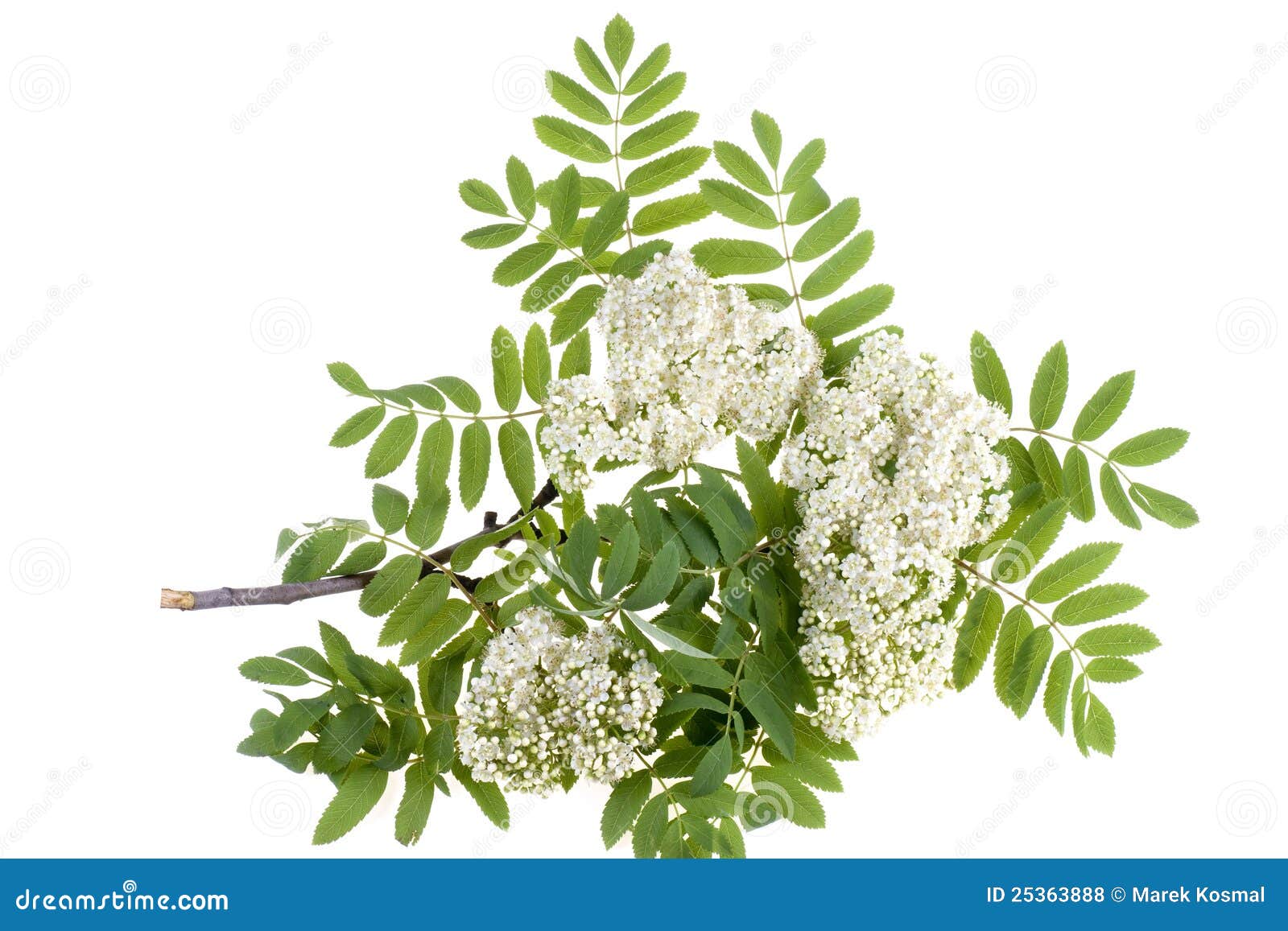 Rowan white flowers stock photo. Image of head, green - 25363888